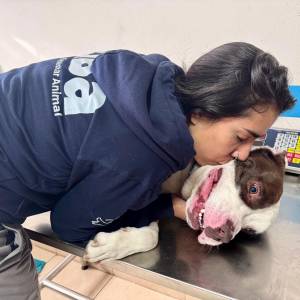 Toretto fue rescatado por la UBA tras una denuncia ciudadana