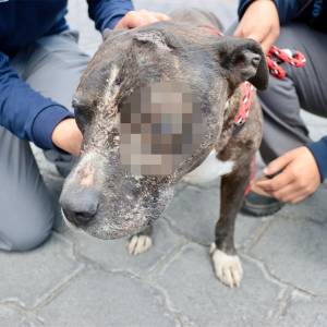 UBA rescata a perrita con graves heridas en el rostro en  la parroquia de Calderón